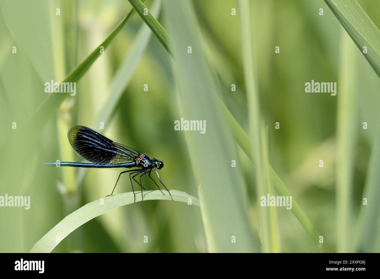 Blue dragonfly sits on a blade of grass in front of a blurred ...