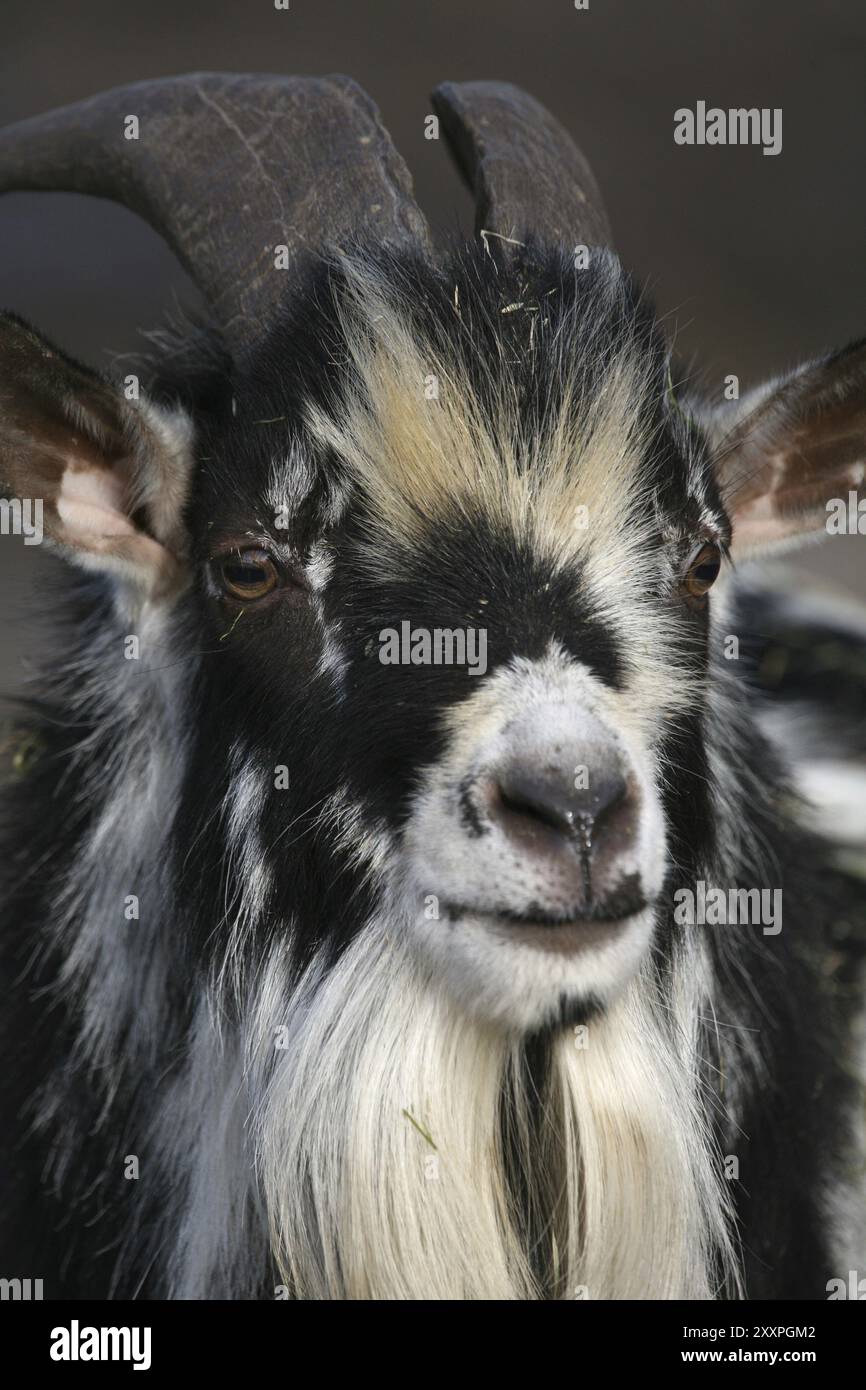 Ram goat farm animal hi-res stock photography and images - Alamy