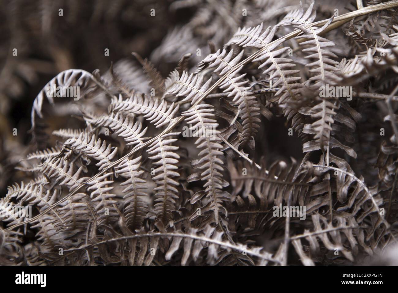 Dried fern fronds Stock Photo - Alamy