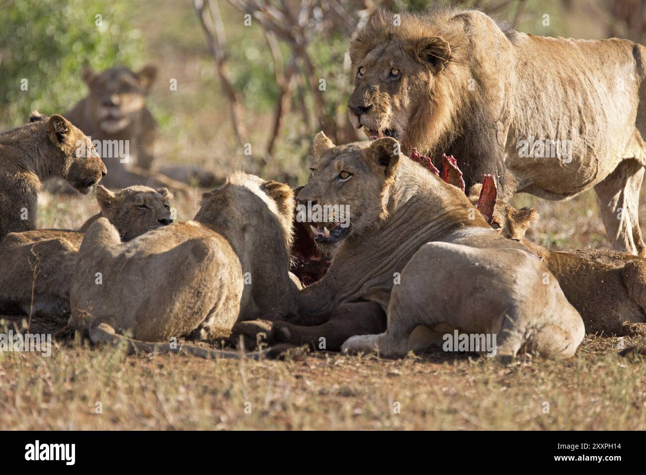Pride Of Lions Feeding On A Buffalo Stock Photo Alamy pride-of-lions-feeding-on-a-buffalo-stock-photo-alamy
