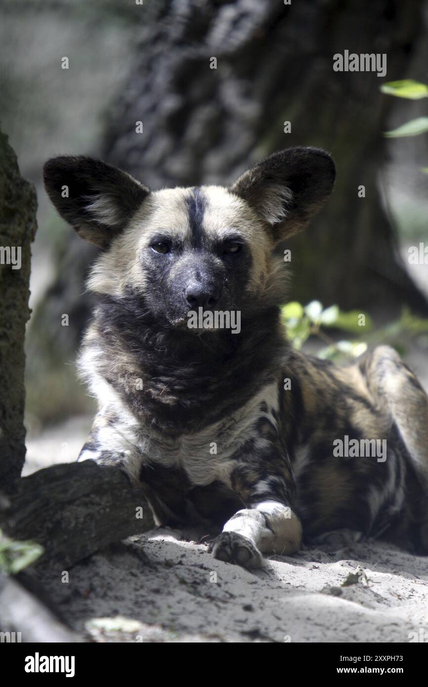 African wild dog Stock Photo - Alamy