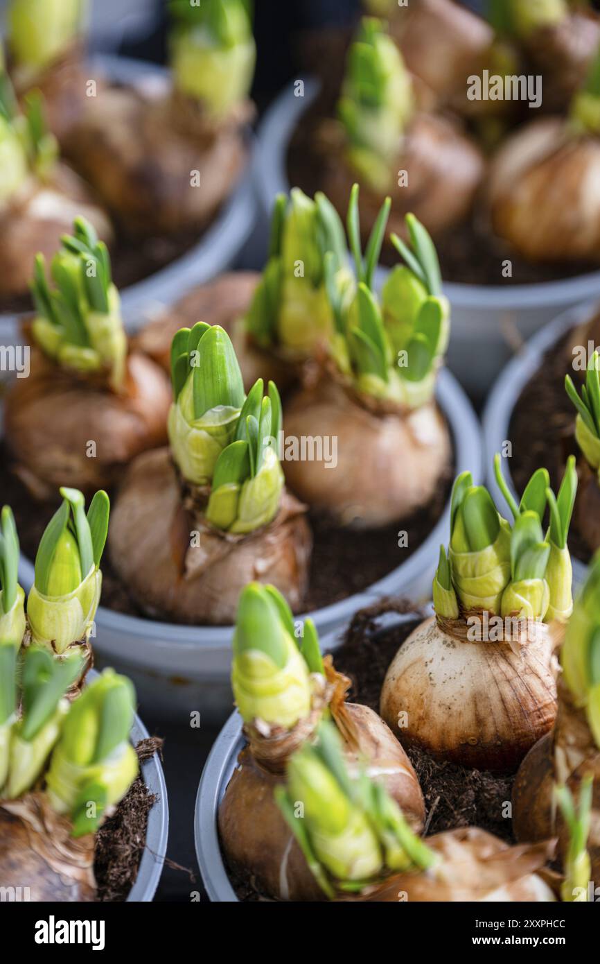 Sprouting In Onion Onion sprouting germ hi-res stock photography and images - Alamy