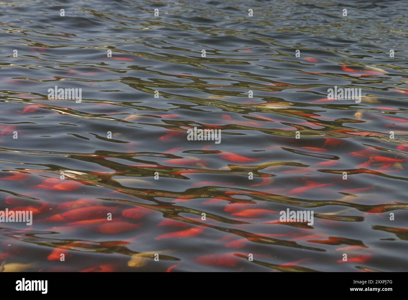 Goldfish in an ornamental pond Stock Photo - Alamy - Gemstone Pondless Water Feature Kits With Goldfish