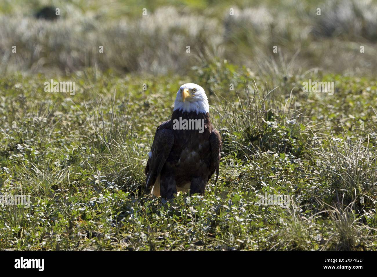 Bald eagle american badge hi-res stock photography and images - Alamy