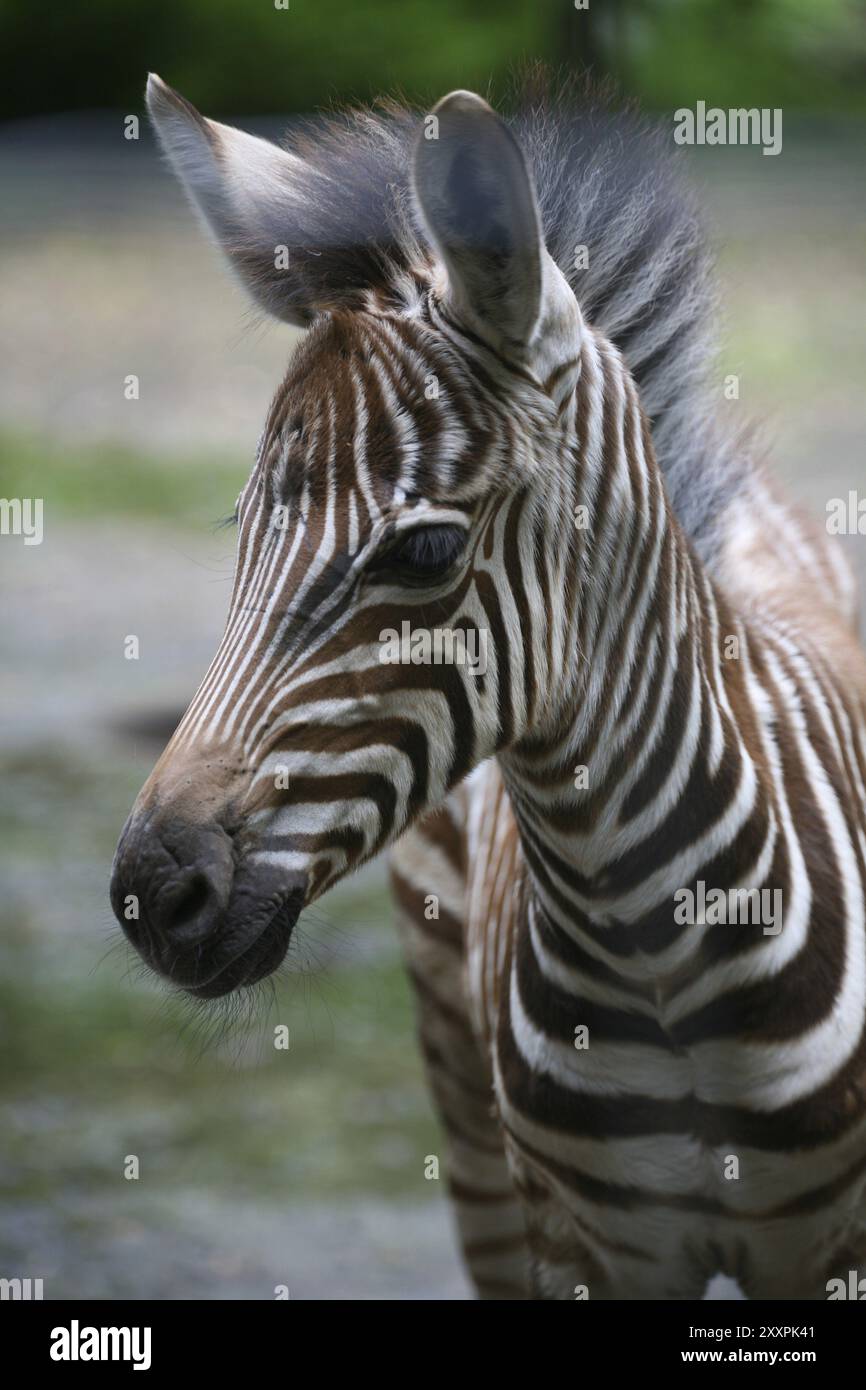 Equus quagga boehmi with cub hi-res stock photography and images - Alamy
