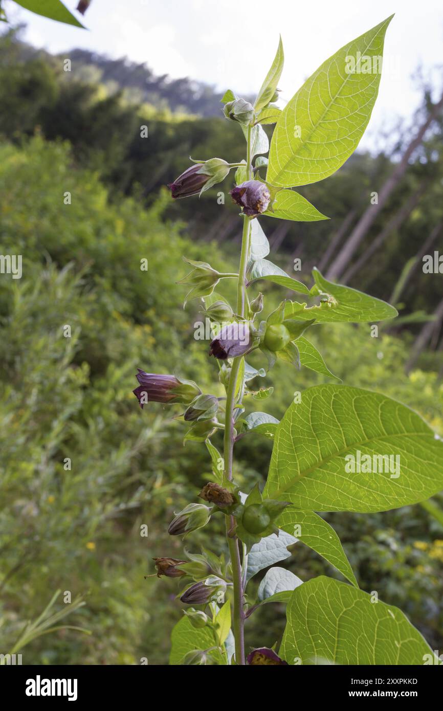 Black belladonna, Atropa belladonna, Black belladonna Stock Photo Alamy