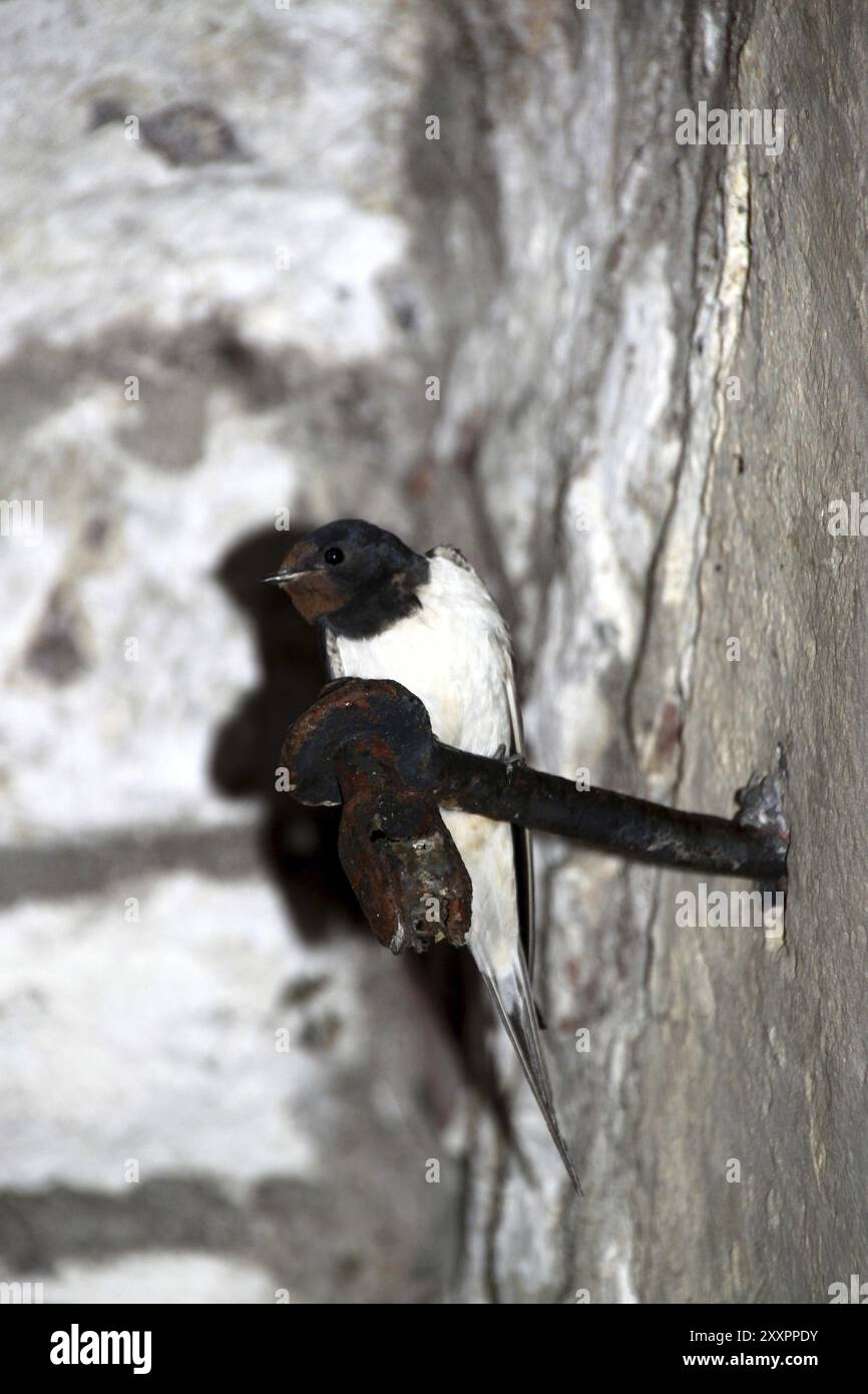 House martin swallow bird hi-res stock photography and images - Alamy