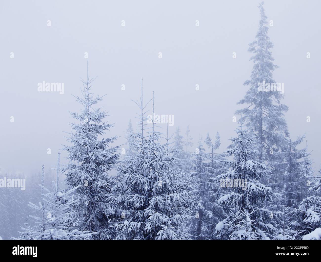 Winter blizzard over forest hi-res stock photography and images - Alamy