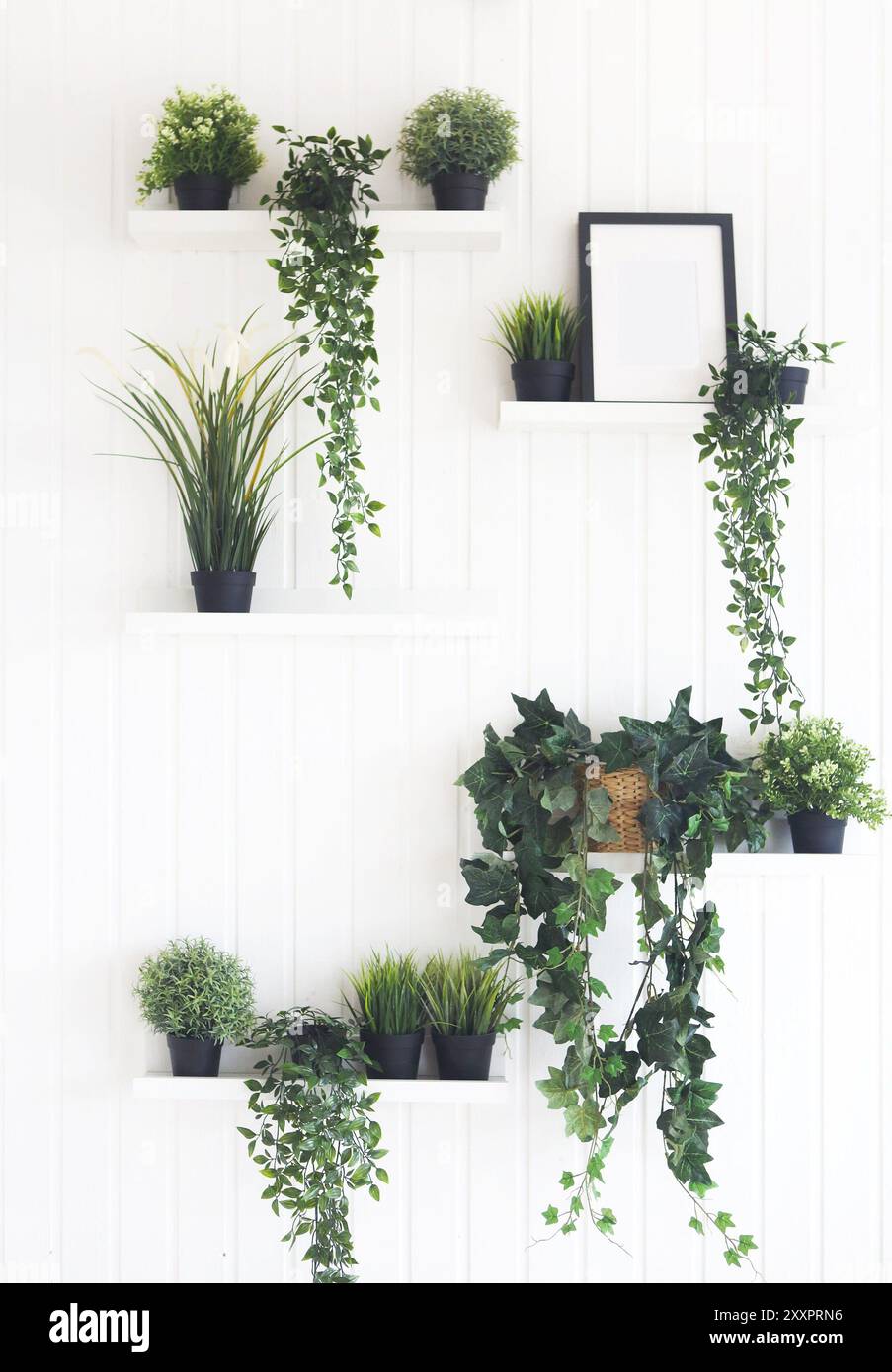 Green plants on white shelves on white wall in the room Stock Photo - Alamy