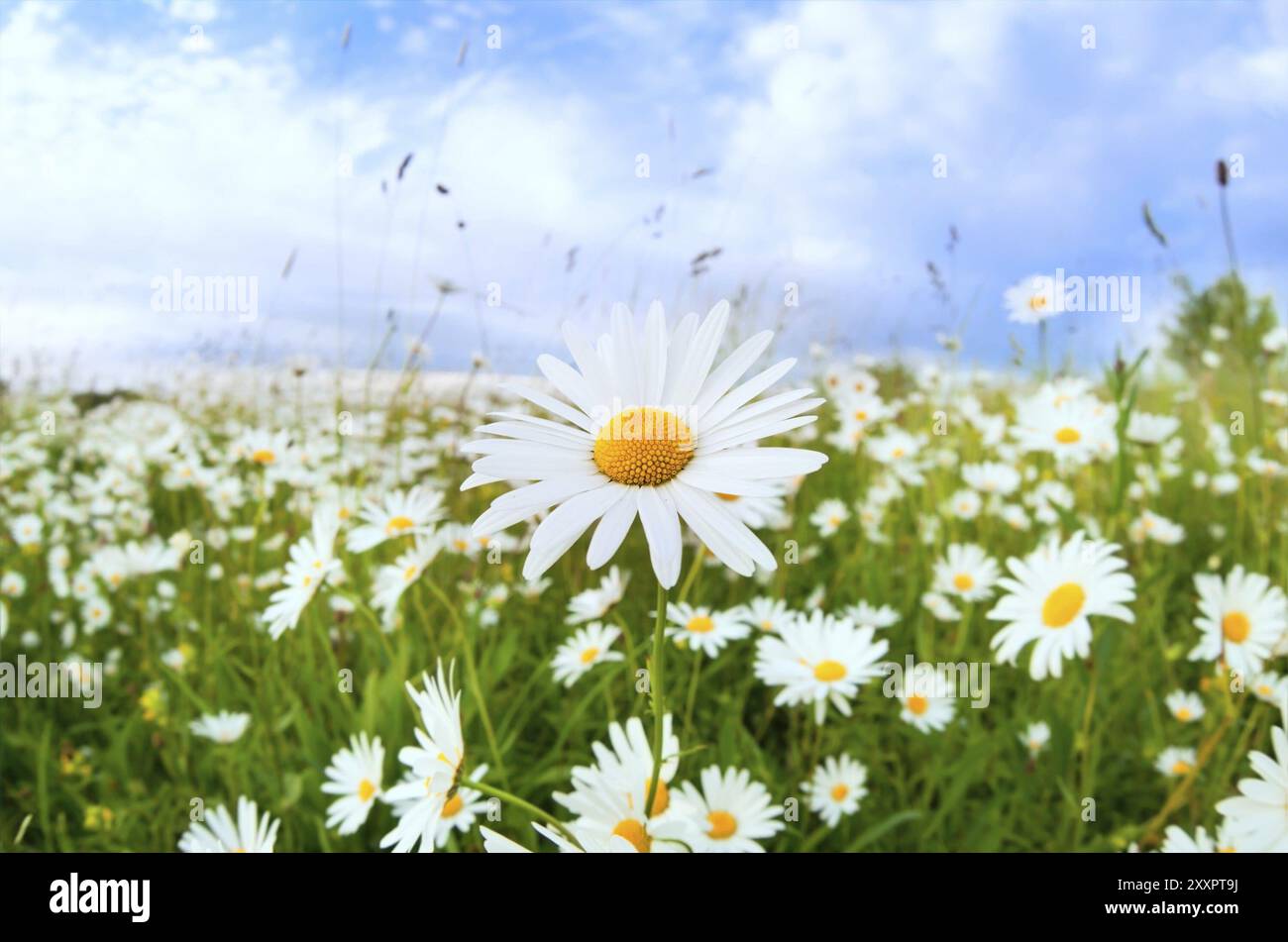 White daisy flower over blue sky on summer field Stock Photo