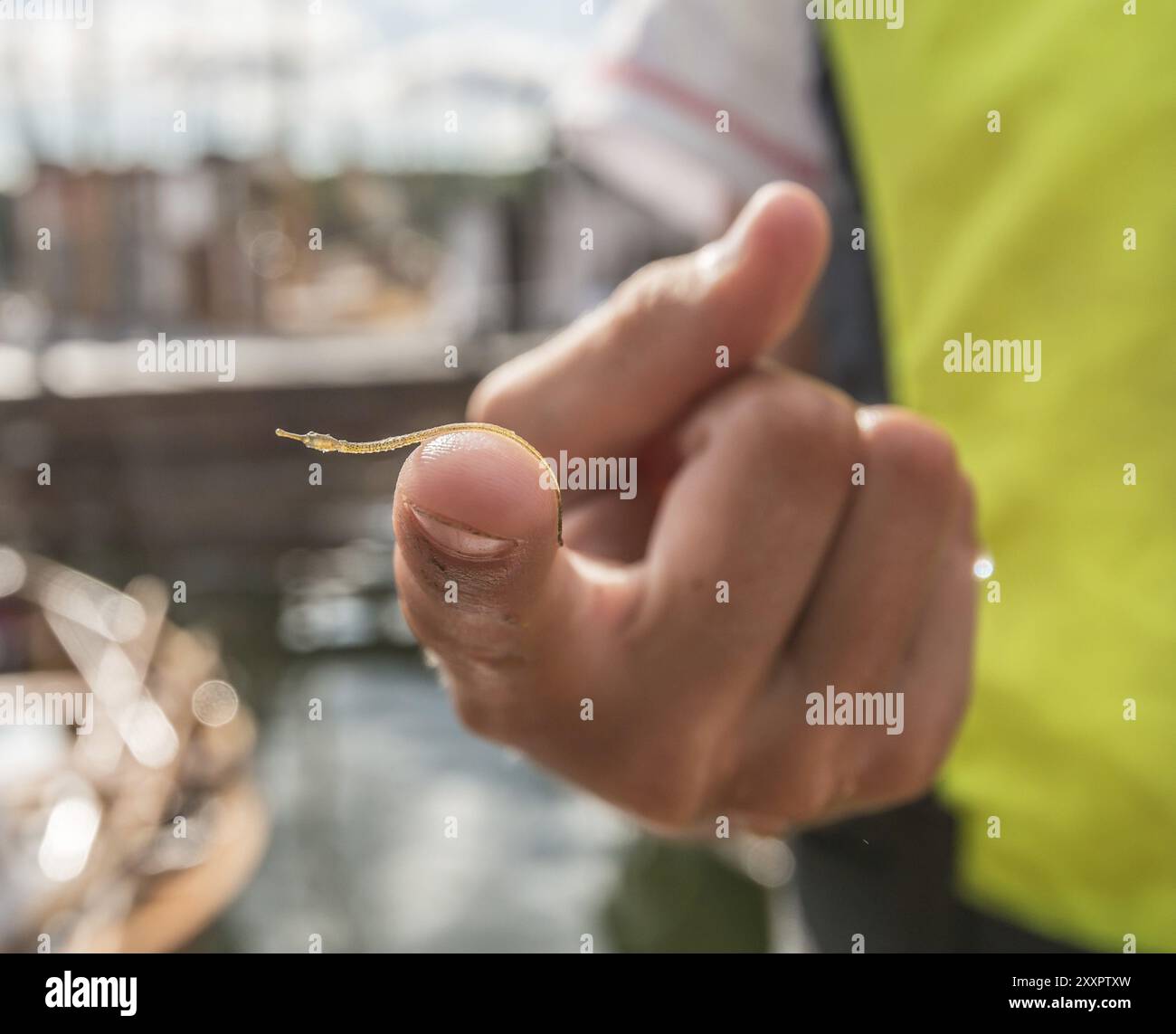 Tiny pipefish (Syngnathinae) on a kid's finger Stock Photo