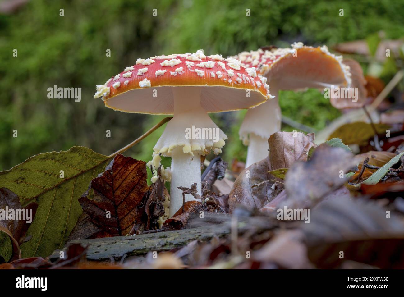 Large toadstools hi-res stock photography and images - Alamy