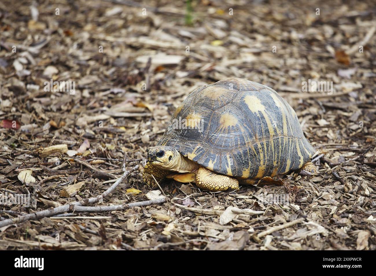 Turtle at the zoo Stock Photo - Alamy