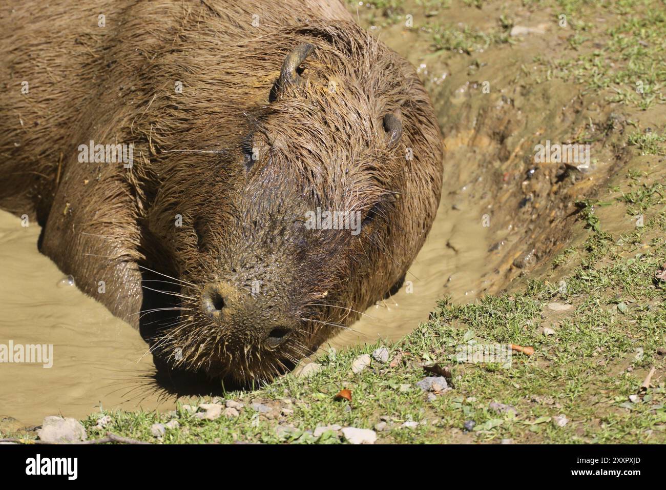 Capybara in the mud bath Stock Photo - Alamy