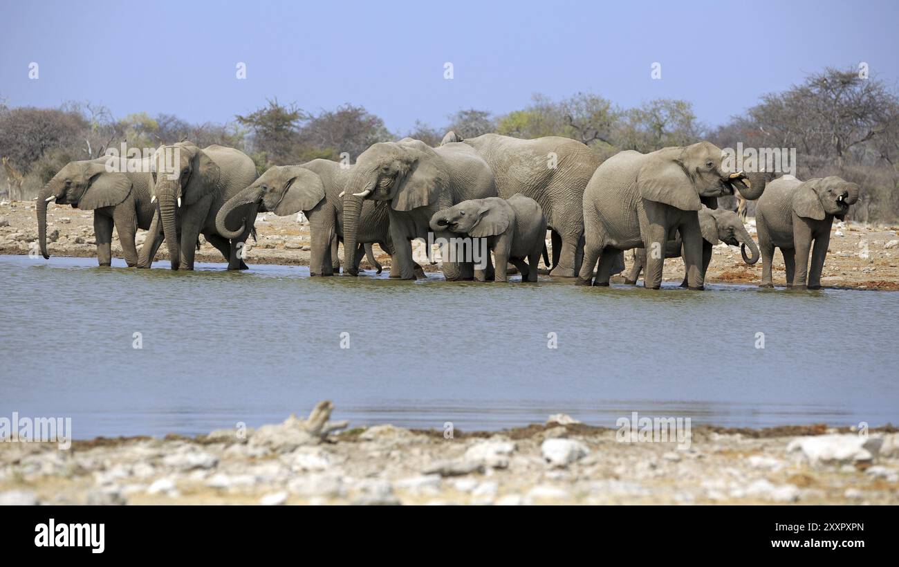 A herd of elephants at the small Namutoni waterhole in Etosha National Park in Namibia Stock Photo