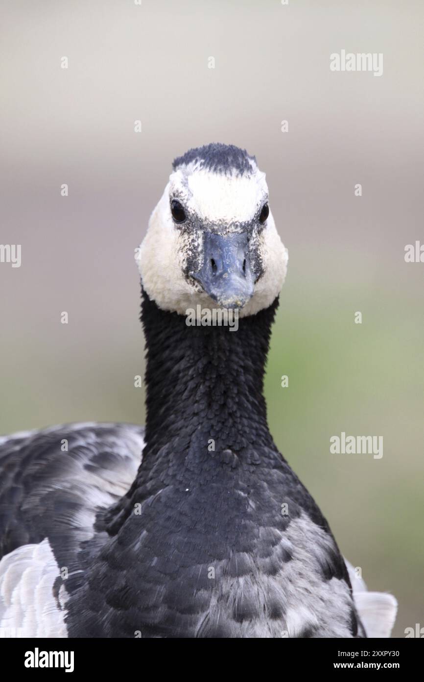 Barnacle goose migratory bird hi-res stock photography and images - Alamy