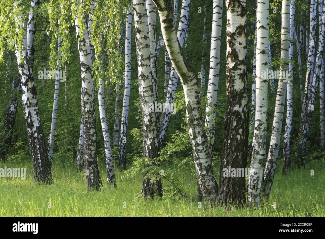 Birch trees in a summer forest Stock Photo - Alamy