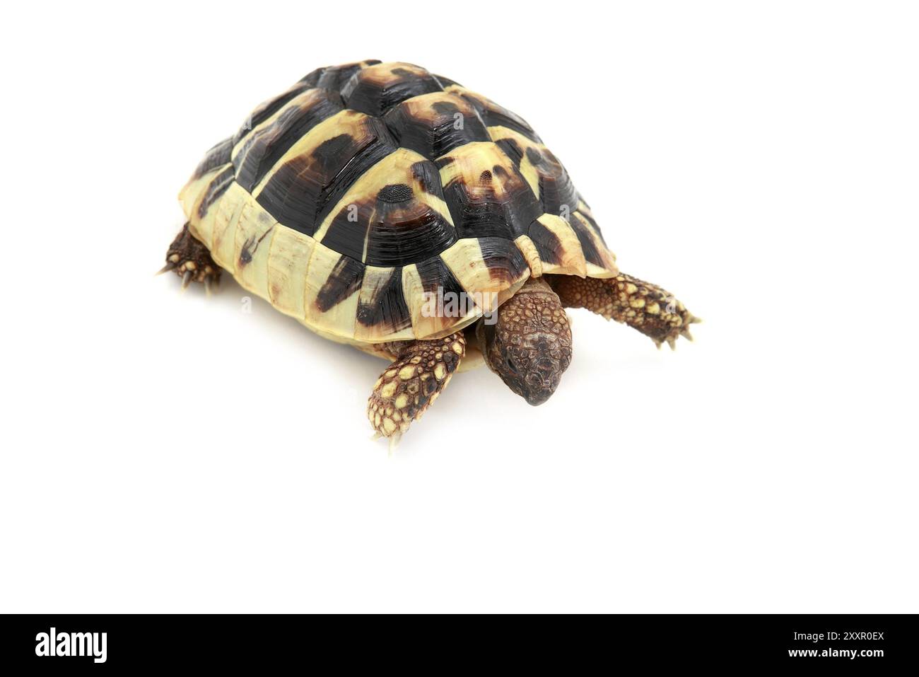 Baby of Hermann tortoise reptile on white background Stock Photo - Alamy