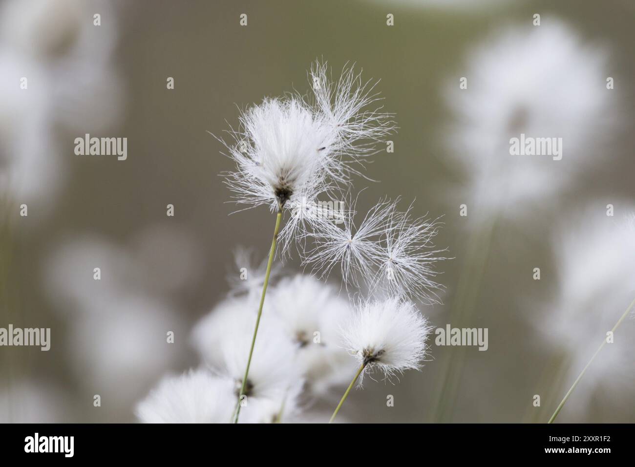 Cotton grass in bloom hi-res stock photography and images - Alamy