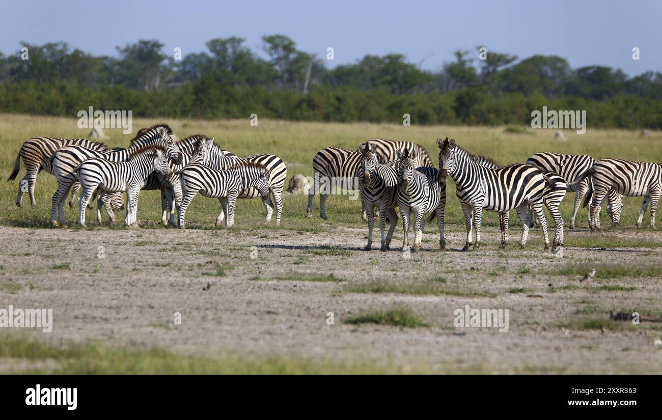 Zebraherde Stock Photo