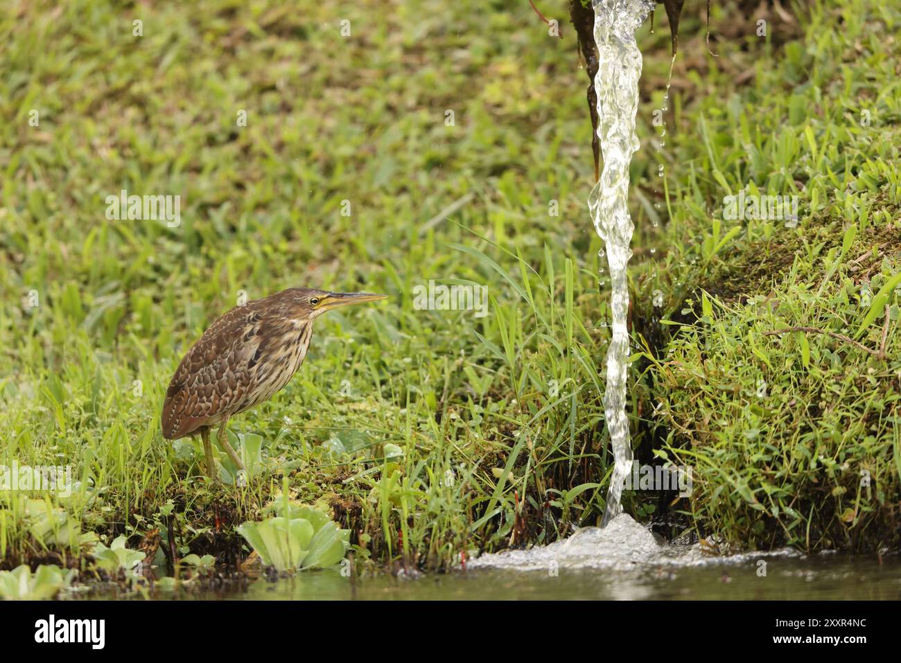 Chestnut bittern hi-res stock photography and images - Alamy