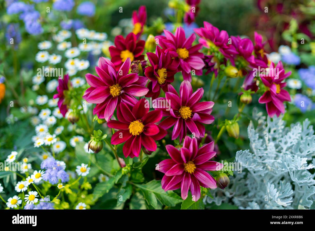 Extreme close up purple lilac hi-res stock photography and images - Alamy