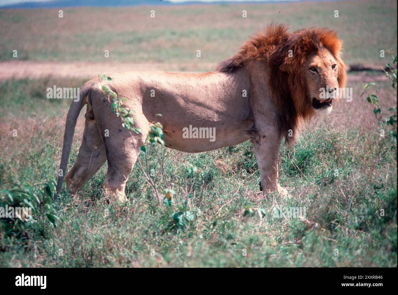 Lion, Masai Mara Game Reserve, Kenya Stock Photo - Alamy