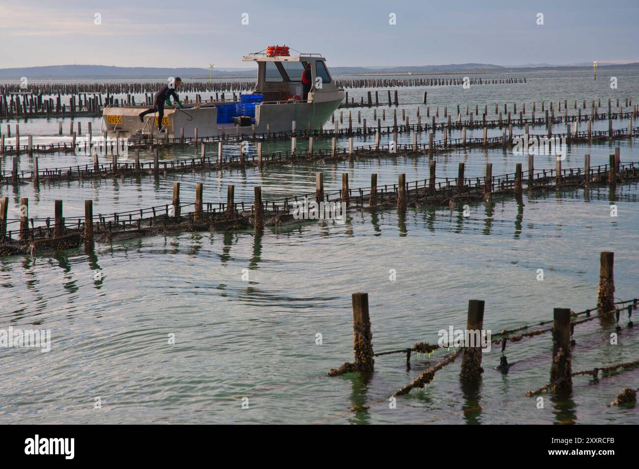 Native oyster farming Australia Native oyster farming Australia