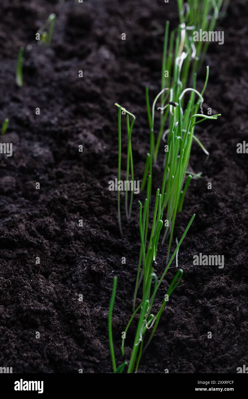 Row young onion plants hi-res stock photography and images - Alamy