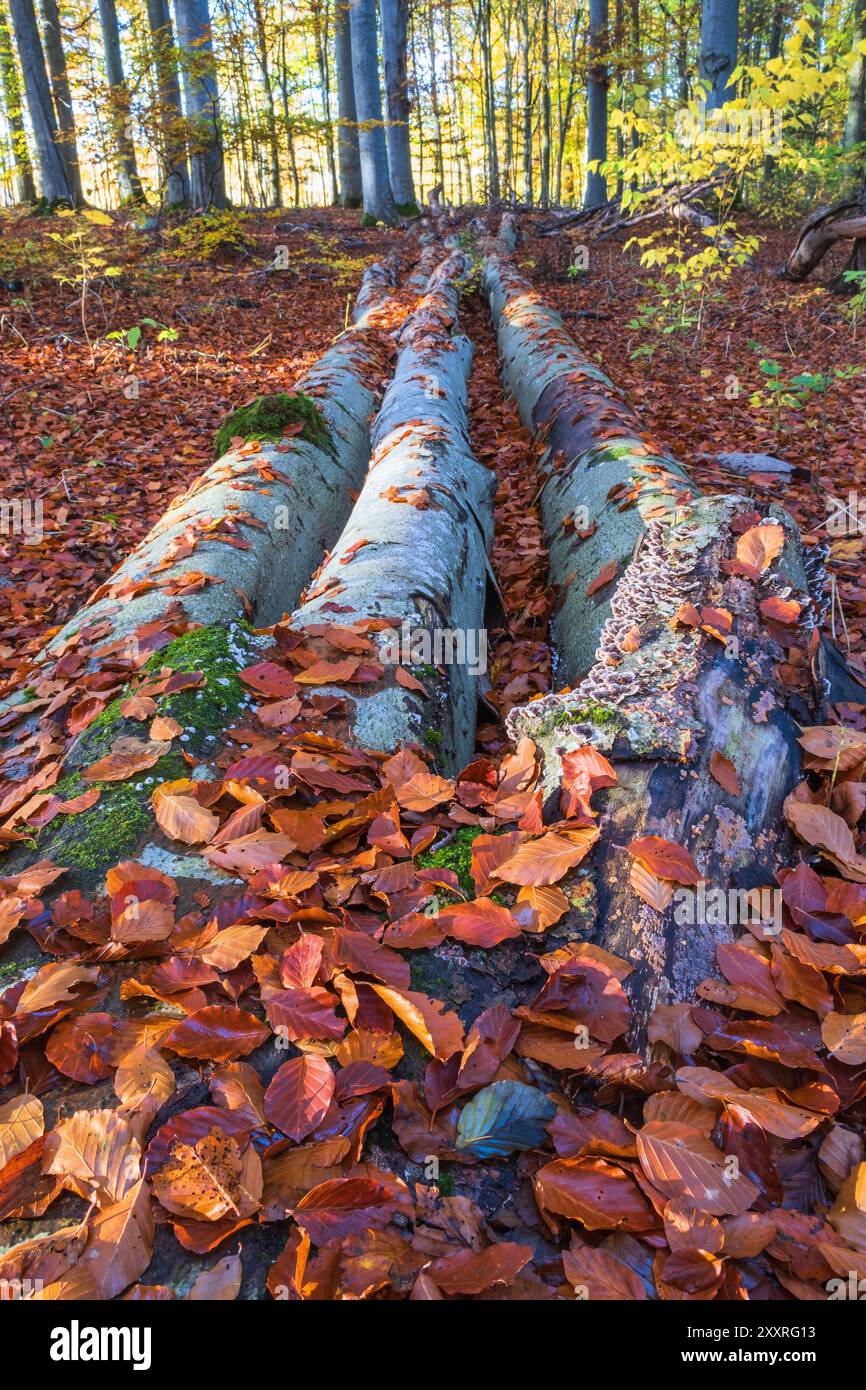 Autumn leaf lying on a fallen beech tree Stock Photo