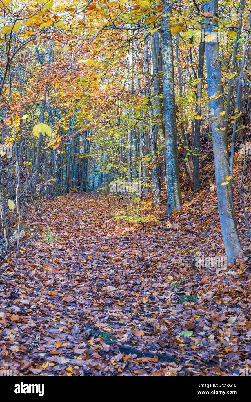 Beautiful forest path hi-res stock photography and images - Alamy