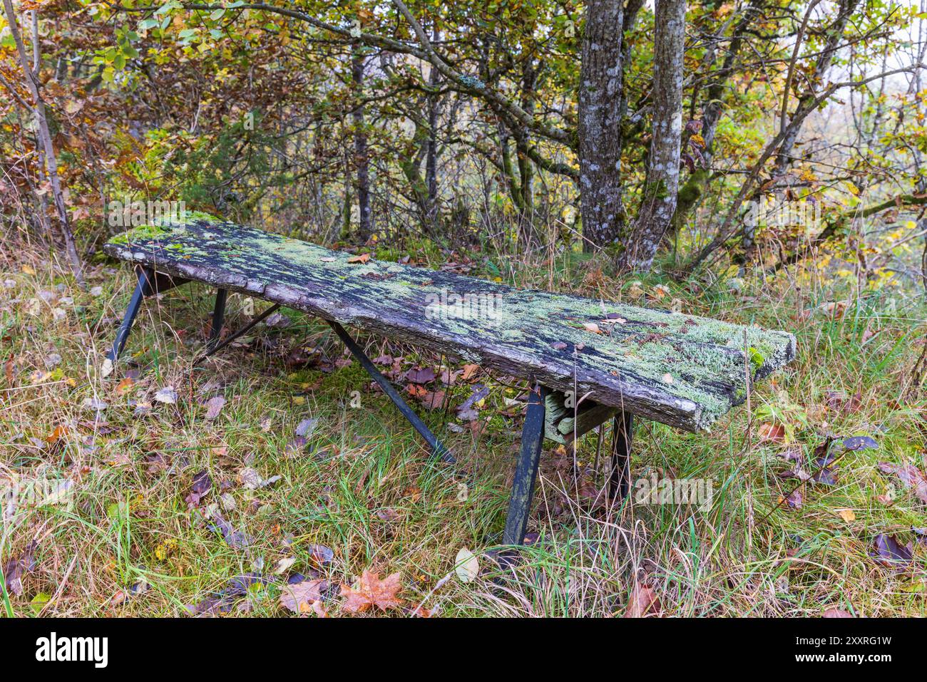 Decaying old park bench in autumn Stock Photo