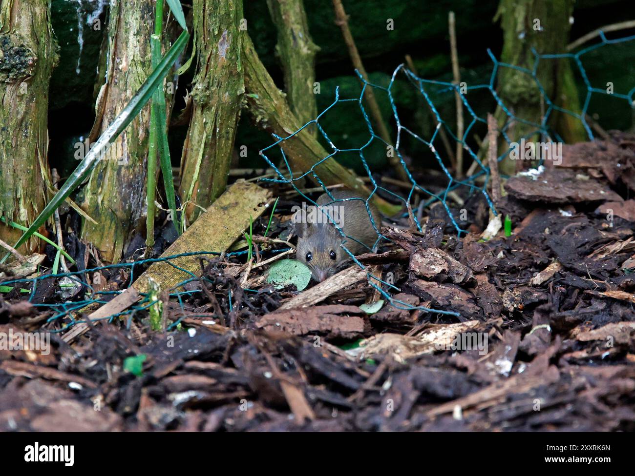 Wood mice foraging beneath the bird feeders Stock Photo - Alamy