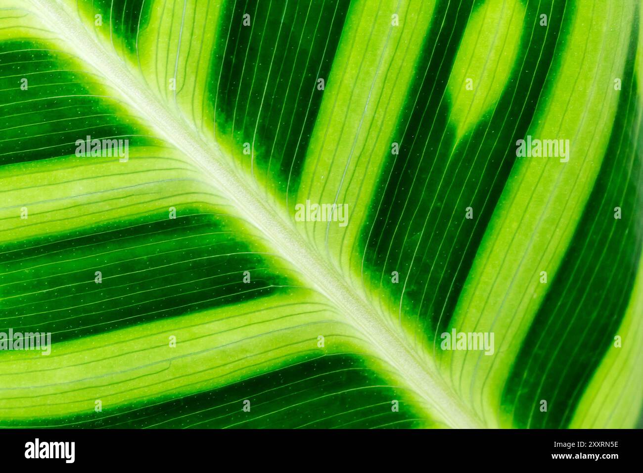 Close up view of green hi-res stock photography and images - Alamy