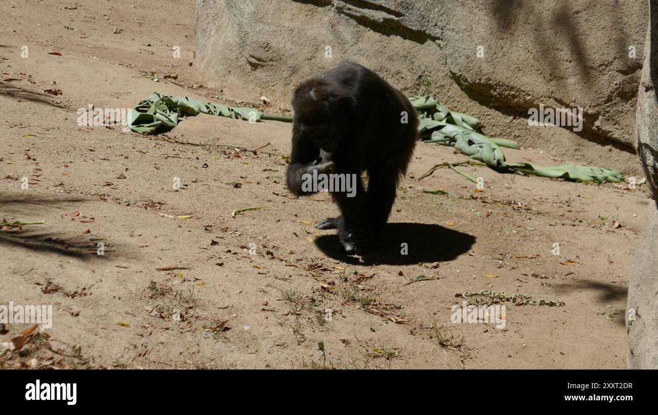 Los Angeles, California, USA 20th August 2024 Western Lowland Gorilla ...