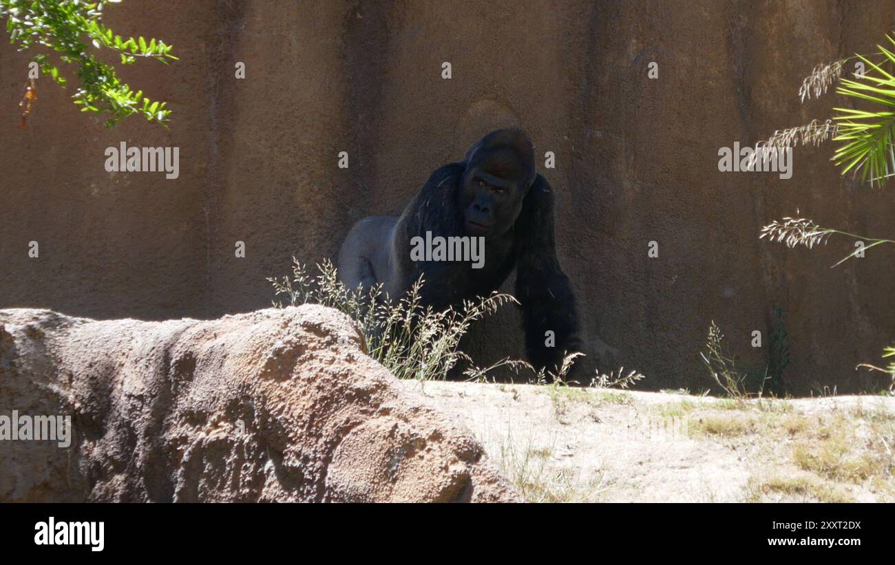 Los Angeles, California, USA 20th August 2024 Western Lowland Gorilla ...