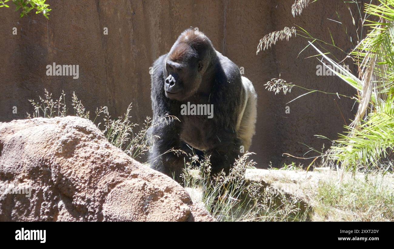 Los Angeles, California, USA 20th August 2024 Western Lowland Gorilla ...