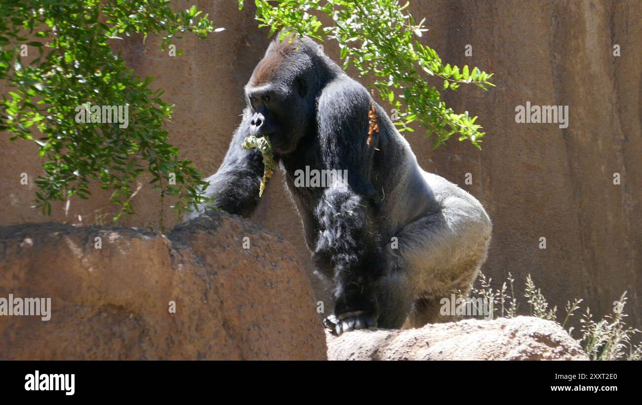 Los Angeles, California, USA 20th August 2024 Western Lowland Gorilla ...