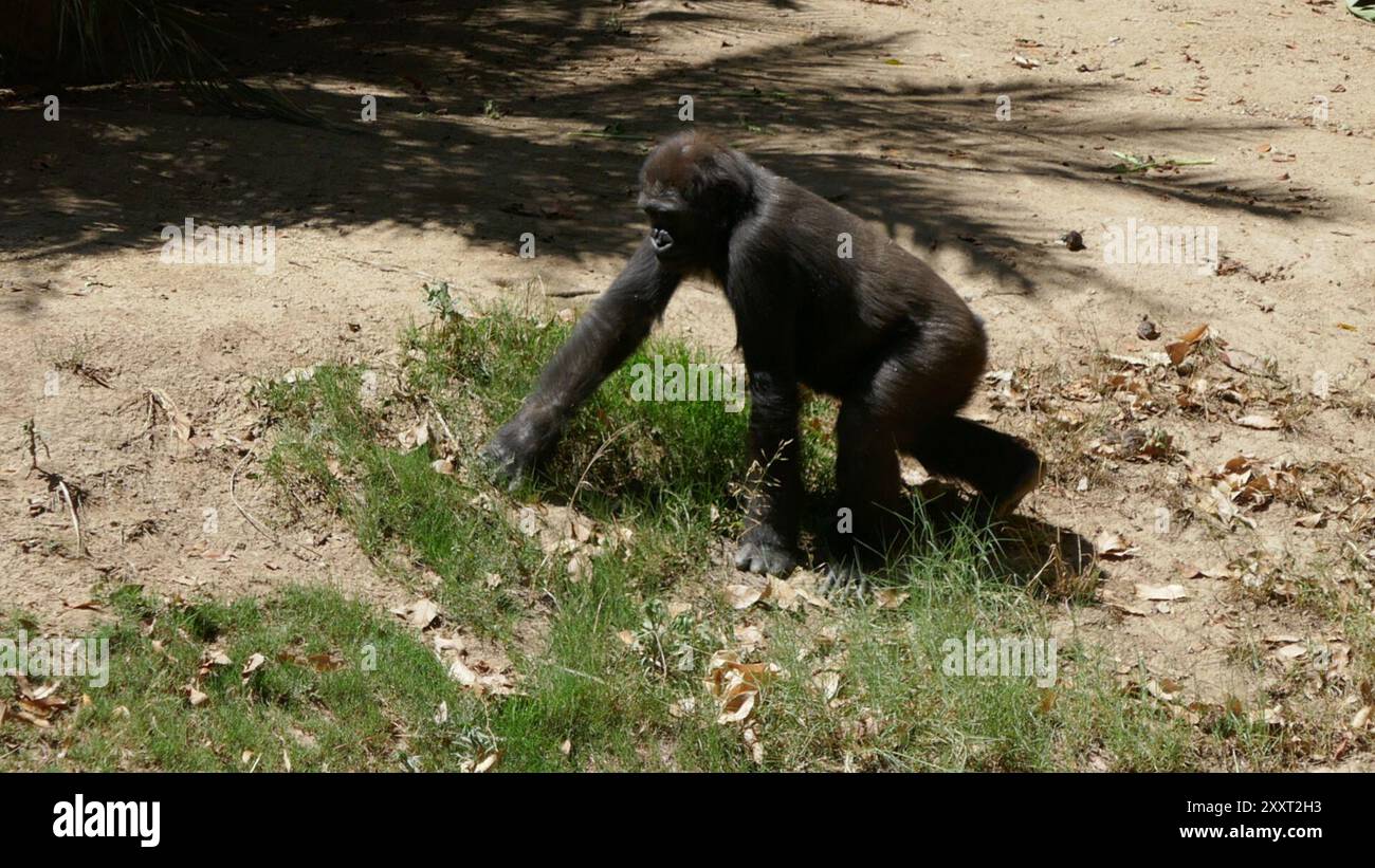 Los Angeles, California, USA 20th August 2024 Western Lowland Gorilla ...