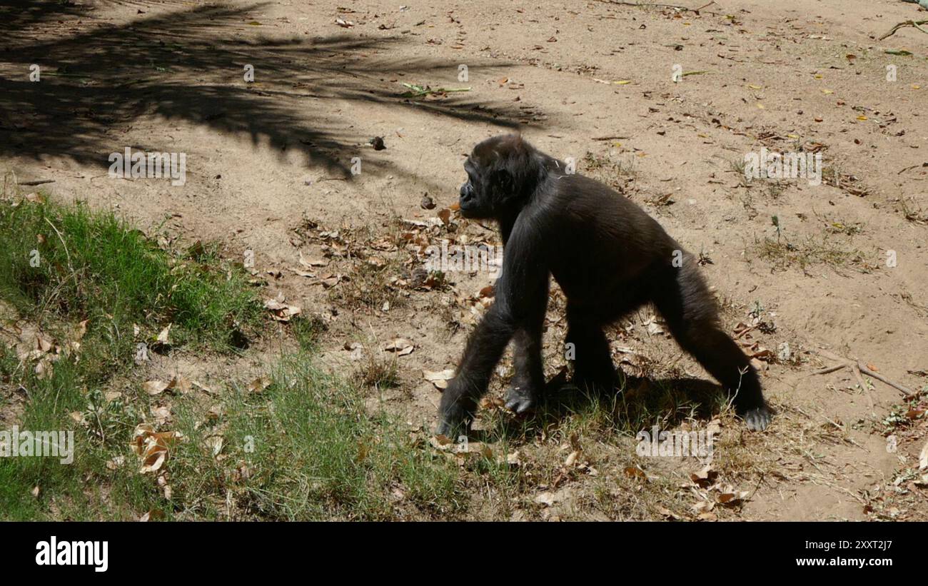 Los Angeles, California, USA 20th August 2024 Western Lowland Gorilla ...