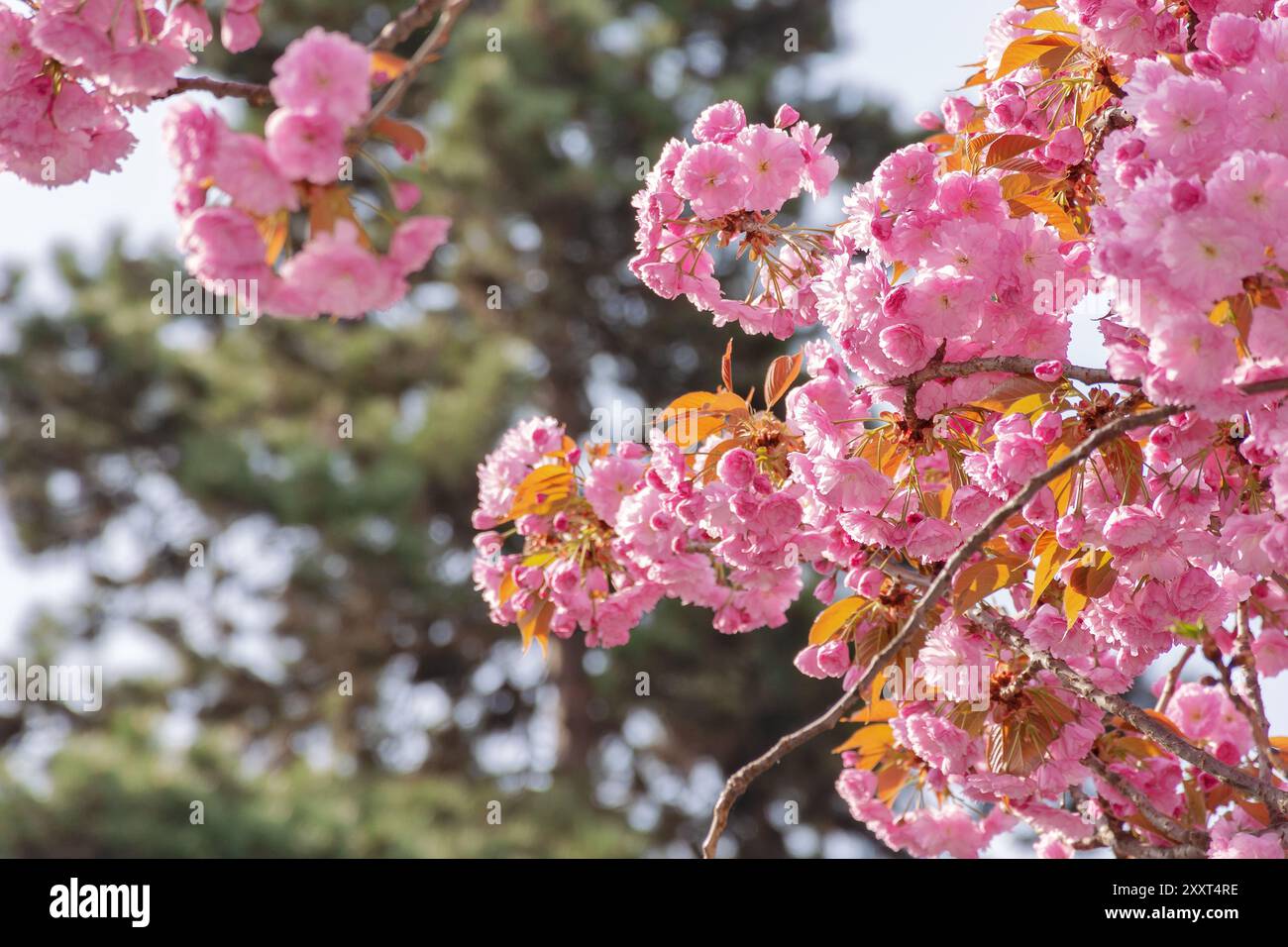 lush blossom of sakura tree. pink flowering branches. warm april weather. spring has come Stock Photo