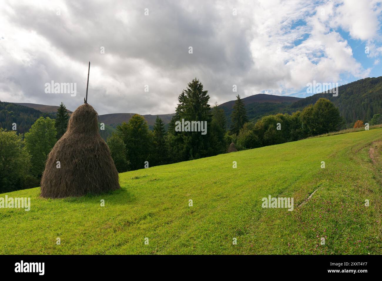 carpathian rural landscape in autumn. beautiful countryside scenery of ukraine on a sunny day. haystacks on the green grassy slope Stock Photo