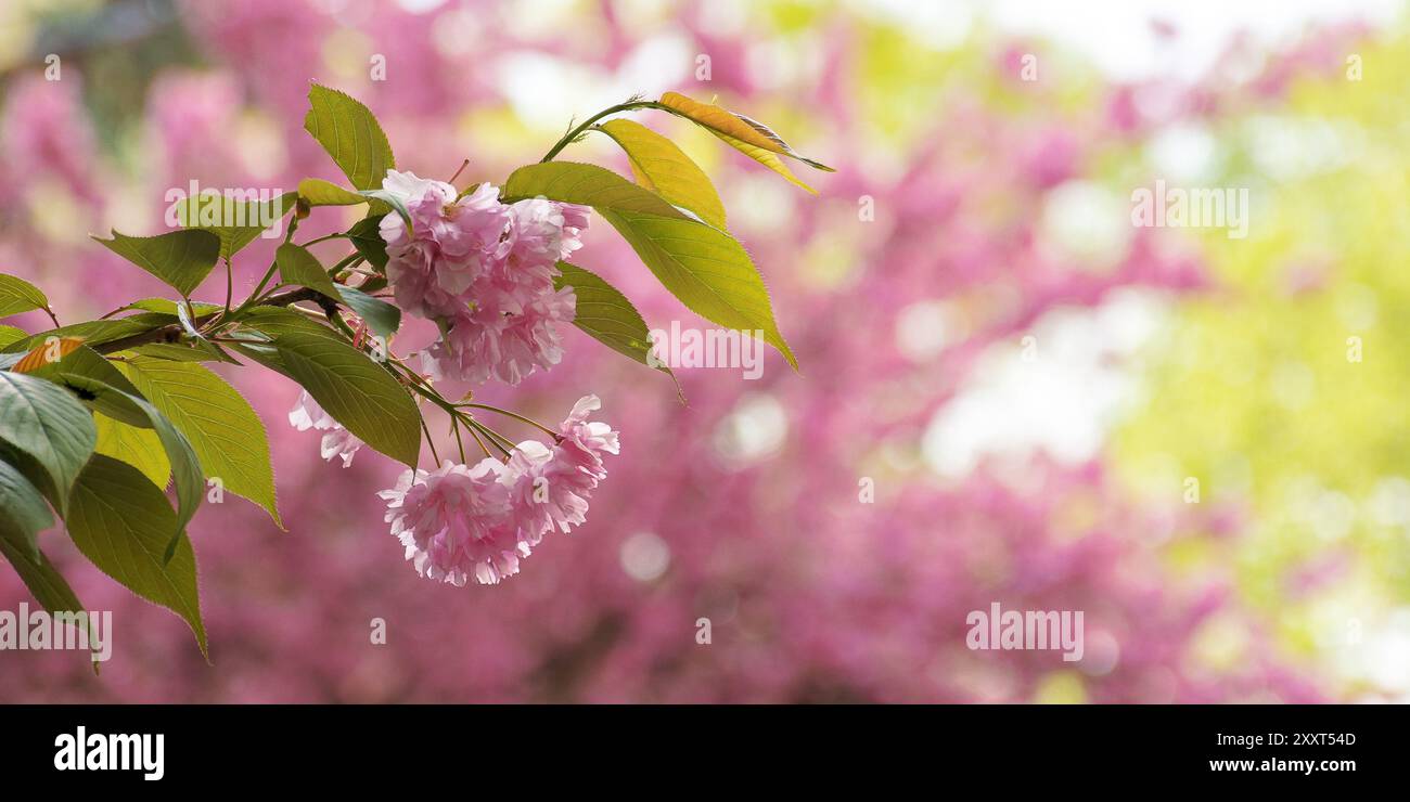lush blossom of sakura tree. pink flowering branches. warm april weather. easter background Stock Photo