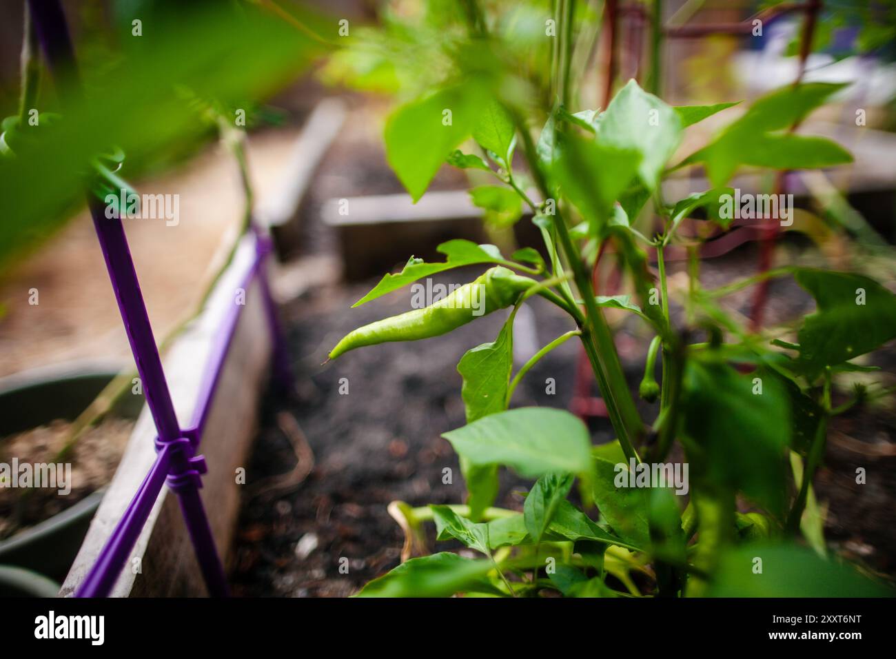 Serrano pepper, growing on vine Stock Photo
