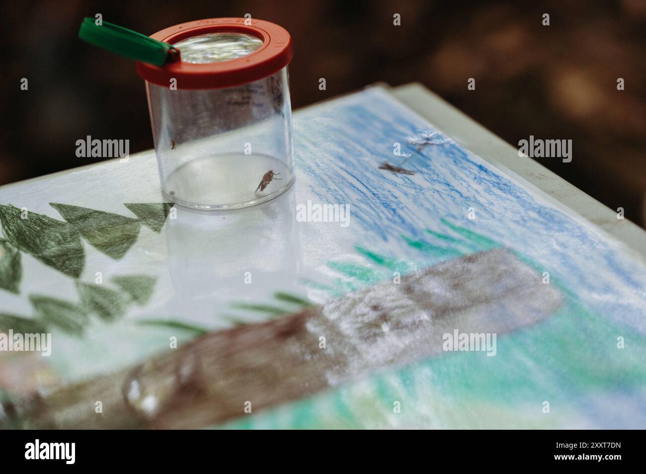 Insect in magnifying glass jar on kid's forest-themed outdoor drawing Stock Photo