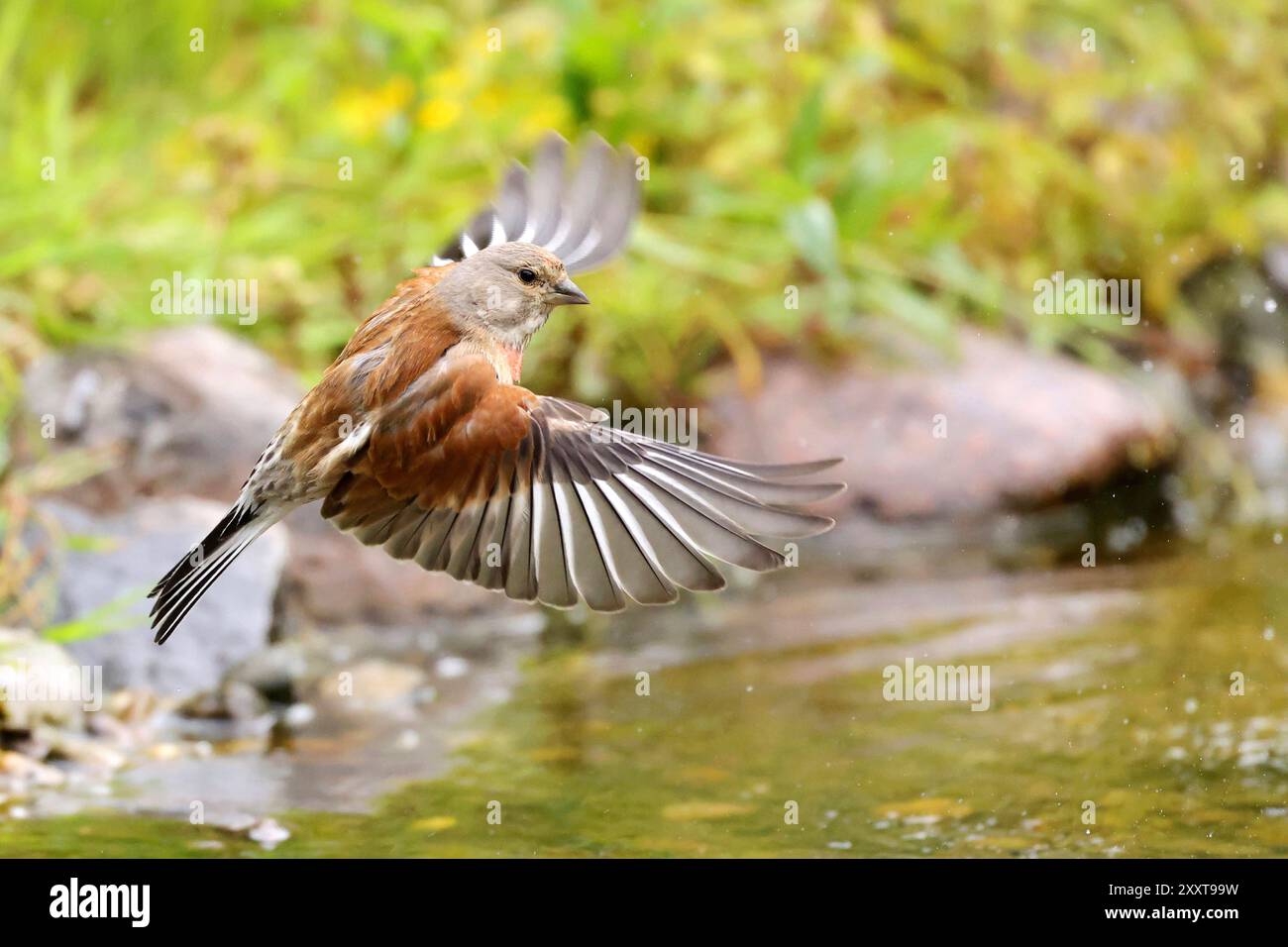 linnet (Carduelis cannabina, Acanthis cannabina, Linaria cannabina), male lands in the stream, Germany, Mecklenburg-Western Pomerania Stock Photo