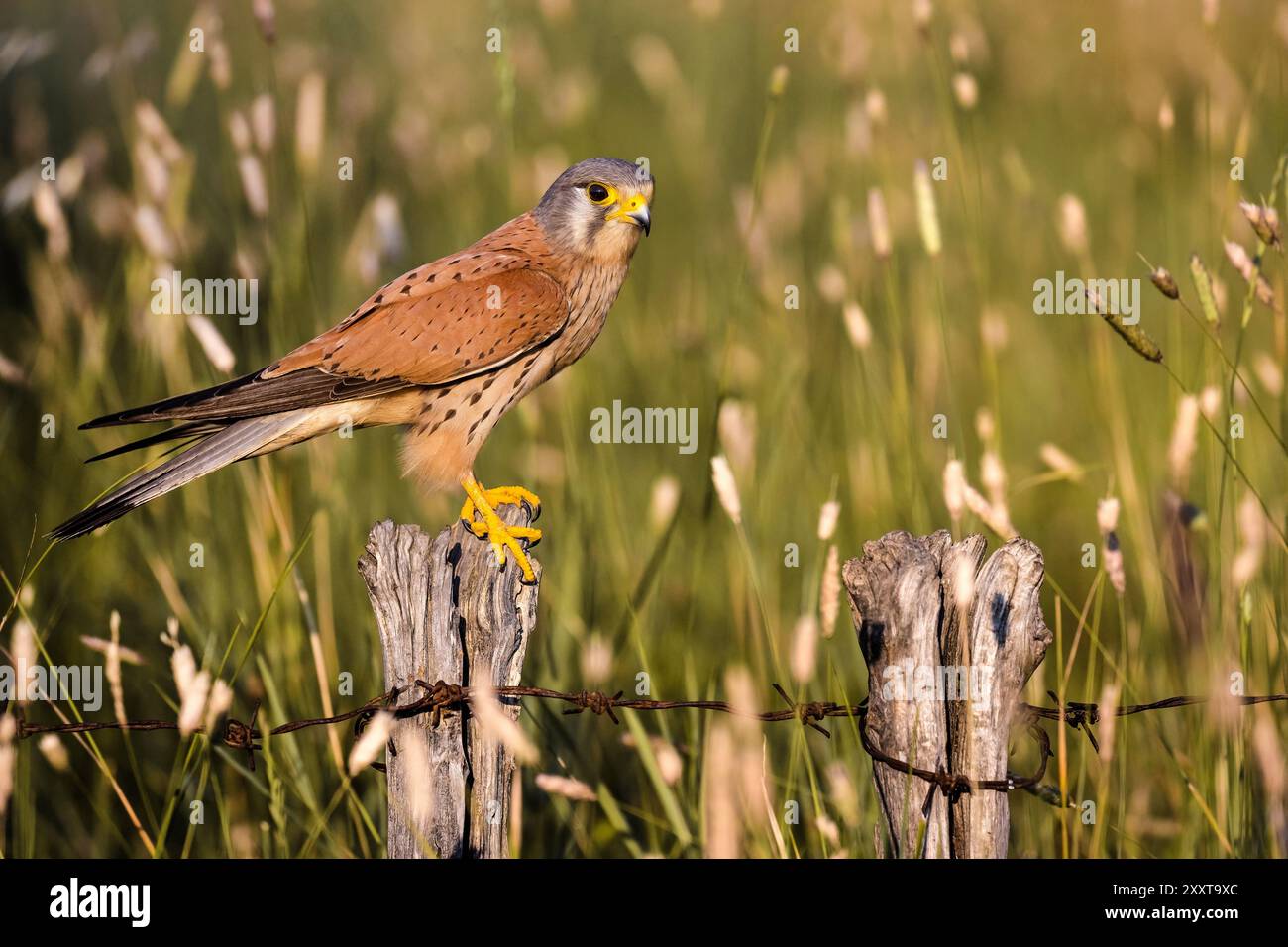 European Kestrel Eurasian Kestrel Old World Kestrel Common Kestrel 