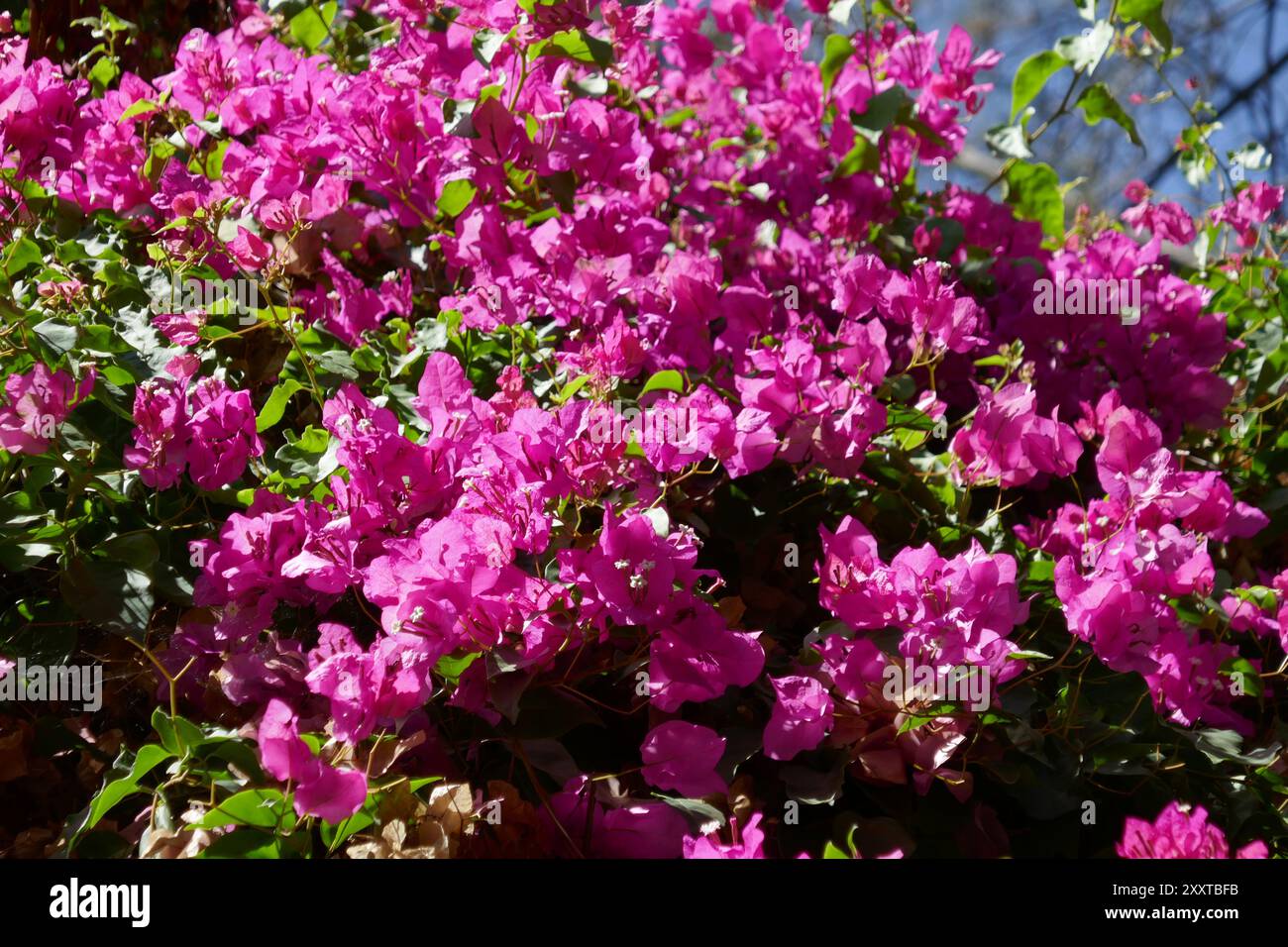 Los Angeles, California, USA 22nd August 2024 Bougainvillea at LA Zoo ...