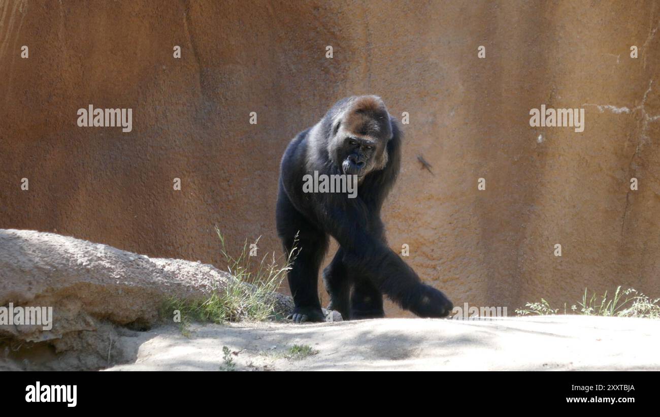 Los Angeles, California, USA 22nd August 2024 Western Lowland Gorilla ...