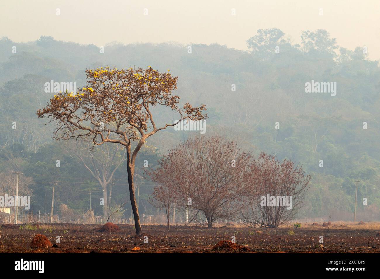 Goiania, Goias, Brazil – August 25, 2024: Landscape with vegetation typical of the central region of Brazil, with burnt grass and a lot of smoke aroun Stock Photo